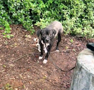Illustration de l'article : Ces 2 chiens abandonnés ensemble, mais séparés au refuge, explosent de joie lorsqu’ils sont adoptés conjointement (vidéo)