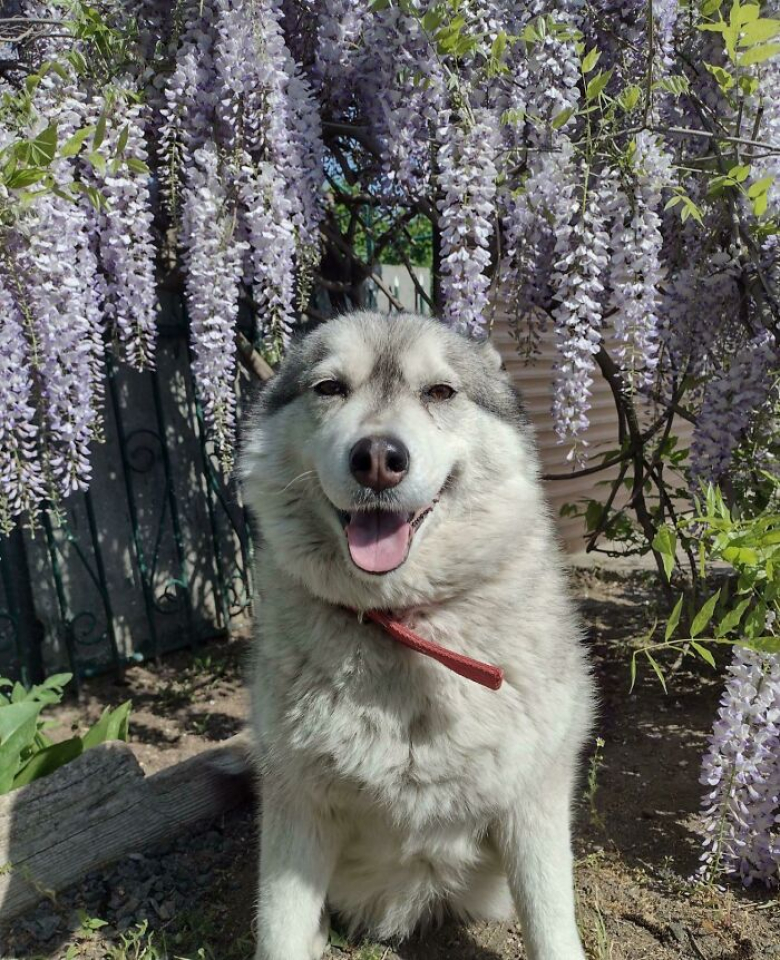 https://www.woopets.fr/assets/ckeditor/2023/jun/actualities/24516/xl/xx-histoires-d-animaux-dont-l-existence-a-change-du-tout-au-tout-apres-l-adoption-b0108ba3b.jpg