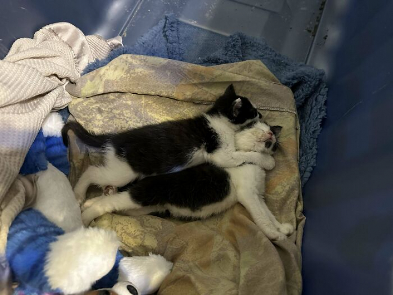 https://www.woopets.fr/assets/ckeditor/2023/jun/actualities/24516/xl/xx-histoires-d-animaux-dont-l-existence-a-change-du-tout-au-tout-apres-l-adoption-daa52ac3a.jpg