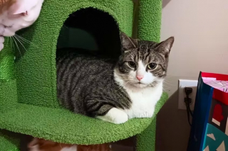 Illustration de l'article : Une femme jette son canapé à la déchetterie sans savoir que son chat est caché à l'intérieur