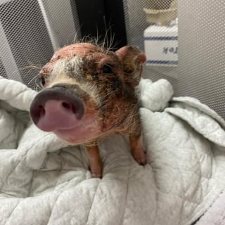Illustration de l'article : Ce cochon et ce chat sont devenus inséparables et sont liés d'une amitié qui fait fondre les cœurs (vidéo)