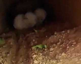 Illustration de l'article : Des chatons abandonnés trouvent l'amour en partie grâce à une tortue sortie d'hibernation