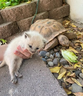Illustration de l'article : Des chatons abandonnés trouvent l'amour en partie grâce à une tortue sortie d'hibernation