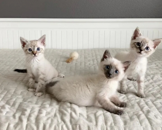 Illustration de l'article : Des chatons abandonnés trouvent l'amour en partie grâce à une tortue sortie d'hibernation