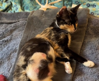Illustration de l'article : Le destin bouleversant de Chihiro, jeune chatte trouvée affamée et malade lors d'une promenade (vidéo)