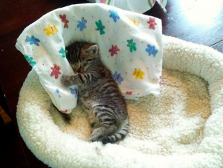 Illustration de l'article : 11 photos craquantes de chatons endormis et qu'on n'oserait réveiller sous aucun prétexte