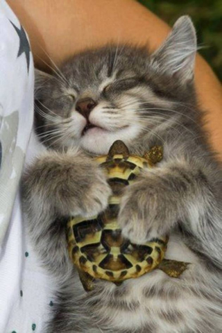 Illustration de l'article : 11 photos craquantes de chatons endormis et qu'on n'oserait réveiller sous aucun prétexte