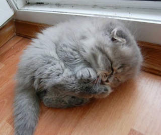 Illustration de l'article : 11 photos craquantes de chatons endormis et qu'on n'oserait réveiller sous aucun prétexte