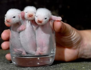 Illustration de l'article : 11 photos craquantes de chatons endormis et qu'on n'oserait réveiller sous aucun prétexte