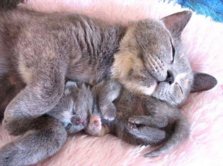 Illustration de l'article : 11 photos craquantes de chatons endormis et qu'on n'oserait réveiller sous aucun prétexte