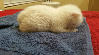 Illustration de l'article : 11 photos craquantes de chatons endormis et qu'on n'oserait réveiller sous aucun prétexte