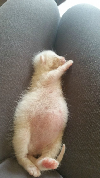 Illustration de l'article : 11 photos craquantes de chatons endormis et qu'on n'oserait réveiller sous aucun prétexte