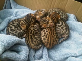 Illustration de l'article : 11 photos craquantes de chatons endormis et qu'on n'oserait réveiller sous aucun prétexte