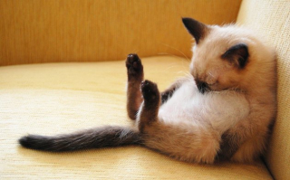 Illustration de l'article : 11 photos craquantes de chatons endormis et qu'on n'oserait réveiller sous aucun prétexte