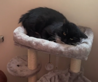 Illustration de l'article : Ce chat sauvé de la rue retrouve la joie de vivre quand un second félin est adopté pour lui tenir compagnie (vidéo)