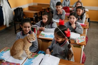 Illustration de l'article : Un chat errant s’invite dans une classe de CE2 et décide de ne plus jamais la quitter