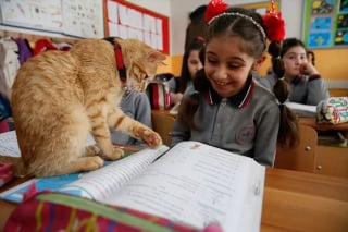 Illustration de l'article : Un chat errant s’invite dans une classe de CE2 et décide de ne plus jamais la quitter