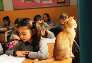 Illustration de l'article : Un chat errant s’invite dans une classe de CE2 et décide de ne plus jamais la quitter