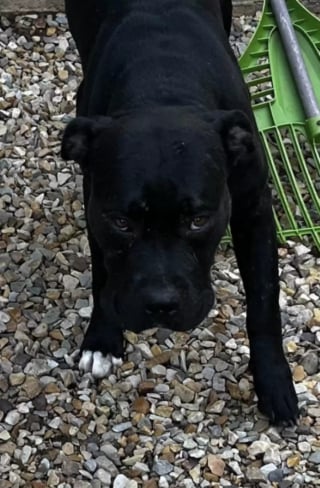 Illustration de l'article : Un Pitbull passe de l'abandon à la promesse d'une vie meilleure grâce à une bénévole et ses chiens