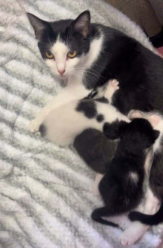Illustration de l'article : Une chatte adopte 2 chatons orphelins trouvés parmi des éclats de verre (vidéo)