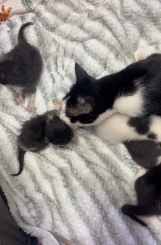 Illustration de l'article : Une chatte adopte 2 chatons orphelins trouvés parmi des éclats de verre (vidéo)