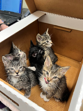 Illustration de l'article : Les employés d'une école découvrent 6 chatons affamés dans une benne à ordures