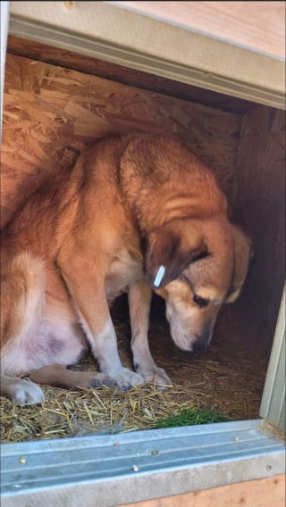 Illustration de l'article : Un chien au cœur brisé attend l'arrivée de la famille de ses rêves depuis près de 8 ans