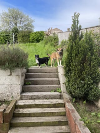 Illustration de l'article : Un chien au cœur brisé attend l'arrivée de la famille de ses rêves depuis près de 8 ans