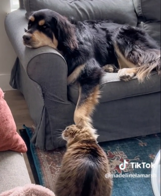 Illustration de l'article : Un chat astucieux se sert de son ami canin pour satisfaire ses envies de gratouilles (vidéo)