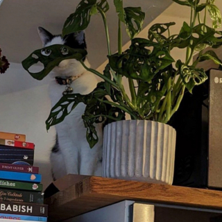 Illustration de l'article : 20 photos de chats intrépides qui ont l'art de se retrouver là où on les attend le moins