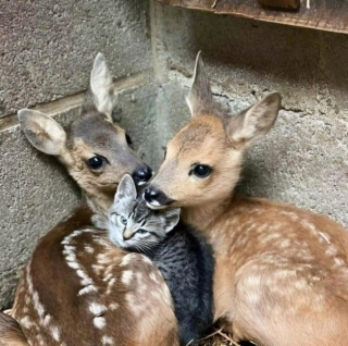 Illustration de l'article : 20 photos de chats intrépides qui ont l'art de se retrouver là où on les attend le moins