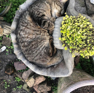 Illustration de l'article : 20 photos de chats intrépides qui ont l'art de se retrouver là où on les attend le moins