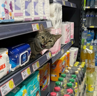 Illustration de l'article : 20 photos de chats intrépides qui ont l'art de se retrouver là où on les attend le moins