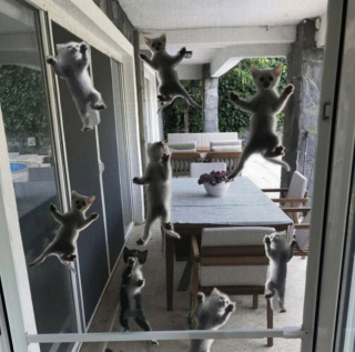 Illustration de l'article : 20 photos de chats intrépides qui ont l'art de se retrouver là où on les attend le moins