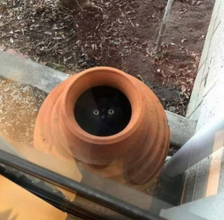 Illustration de l'article : 20 photos de chats intrépides qui ont l'art de se retrouver là où on les attend le moins