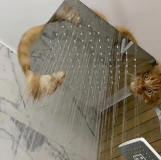 Illustration de l'article : 20 photos de chats intrépides qui ont l'art de se retrouver là où on les attend le moins