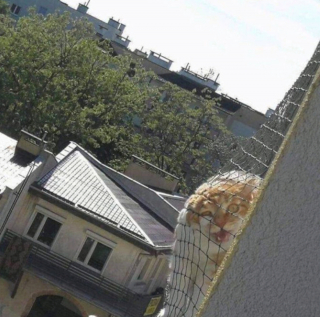 Illustration de l'article : 20 photos de chats intrépides qui ont l'art de se retrouver là où on les attend le moins