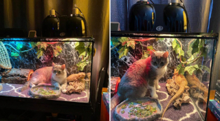 Illustration de l'article : 20 photos de chats intrépides qui ont l'art de se retrouver là où on les attend le moins