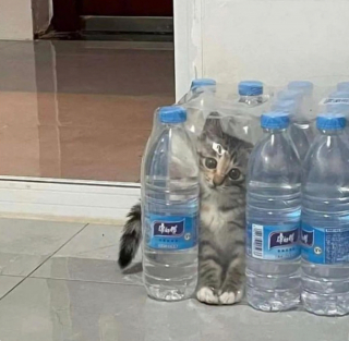 Illustration de l'article : 20 photos de chats intrépides qui ont l'art de se retrouver là où on les attend le moins