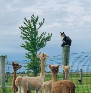 Illustration de l'article : 20 photos de chats intrépides qui ont l'art de se retrouver là où on les attend le moins