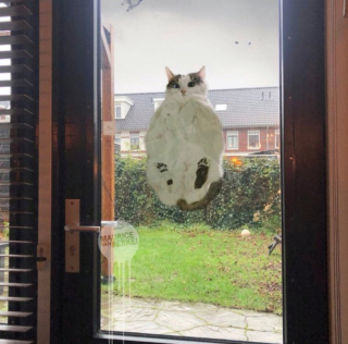 Illustration de l'article : 20 photos de chats intrépides qui ont l'art de se retrouver là où on les attend le moins