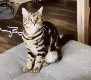 Illustration de l'article : Une chatte malheureuse et solitaire retrouve la joie de vivre grâce à l'arrivée d'un nouveau chaton (vidéo)