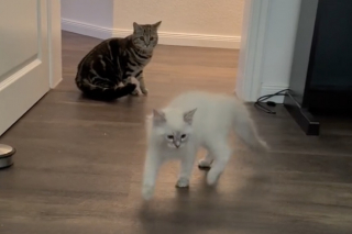 Illustration de l'article : Une chatte malheureuse et solitaire retrouve la joie de vivre grâce à l'arrivée d'un nouveau chaton (vidéo)