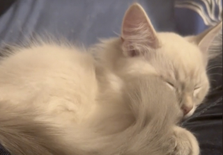 Illustration de l'article : Une chatte malheureuse et solitaire retrouve la joie de vivre grâce à l'arrivée d'un nouveau chaton (vidéo)