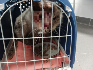 Illustration de l'article : Une association recueille un chat blessé et dont la puce révèle qu'il est recherché depuis 10 ans