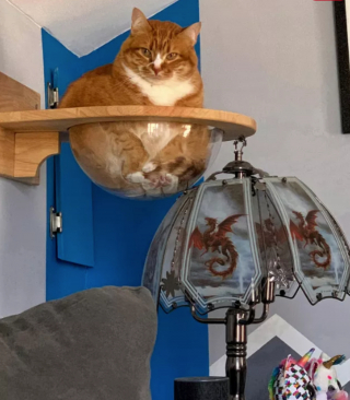 Illustration de l'article : 14 photos d'exploits chaotiques réalisés par les chats pour susciter rires et frissons