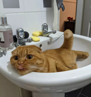 Illustration de l'article : 14 photos d'exploits chaotiques réalisés par les chats pour susciter rires et frissons