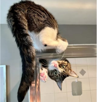 Illustration de l'article : 14 photos d'exploits chaotiques réalisés par les chats pour susciter rires et frissons