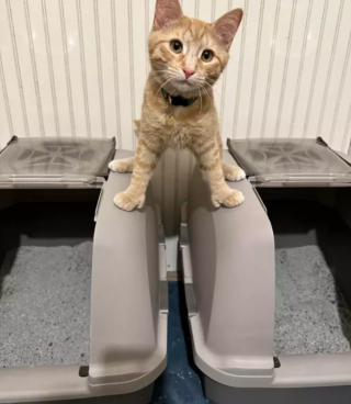 Illustration de l'article : 14 photos d'exploits chaotiques réalisés par les chats pour susciter rires et frissons