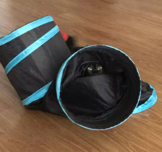 Illustration de l'article : 14 photos d'exploits chaotiques réalisés par les chats pour susciter rires et frissons